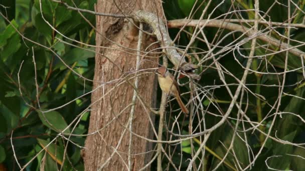 Brown Shrike 02 — Stock Video