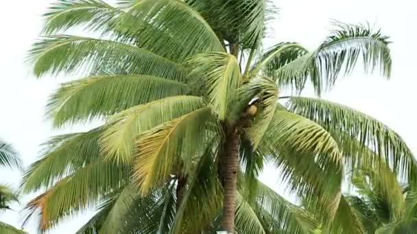 Planta de coco de cámara lenta — Vídeo de stock