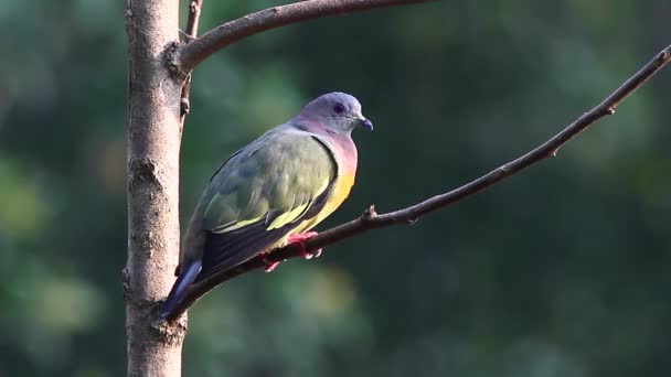 Pigeon vert à collier rose 2 — Video