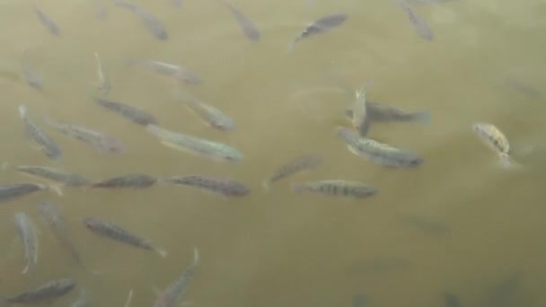 Ryby v bahnité vodě — Stock video