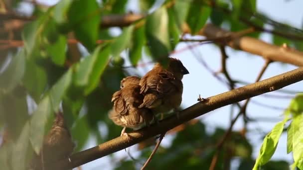 Aves Adormecidas 6 — Vídeo de Stock