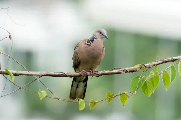 Gevlekte duif 2 — Stockfoto