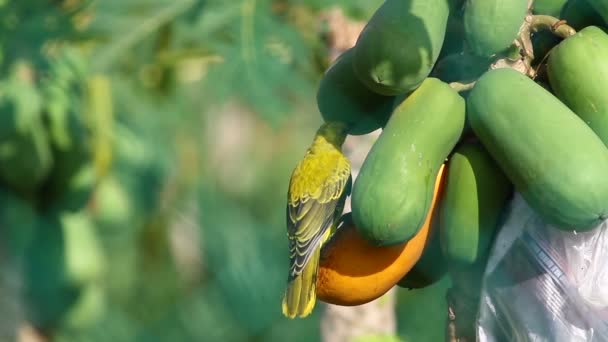 Oriole naped preto — Vídeo de Stock