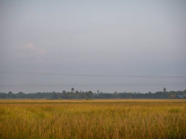 Tropikal sabahın doğal ışığında minimum bulutlu çeltik tarlası.