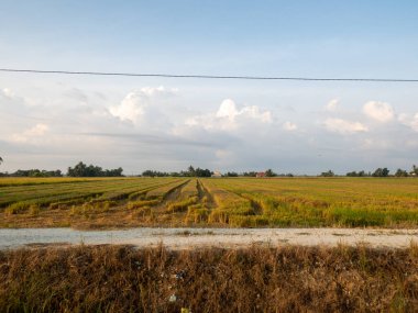 Tropikal sabahın doğal ışığında minimum bulutlu çeltik tarlası.