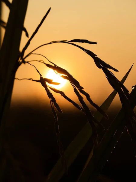 Sylwetka Rośliny Paddy Polu Ryżowym Podczas Wschodu Słońca — Zdjęcie stockowe