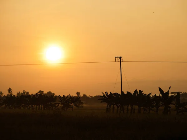 Campo Arroz Luz Natural Mañana Tropical Con Nubes Mínimas — Foto de Stock