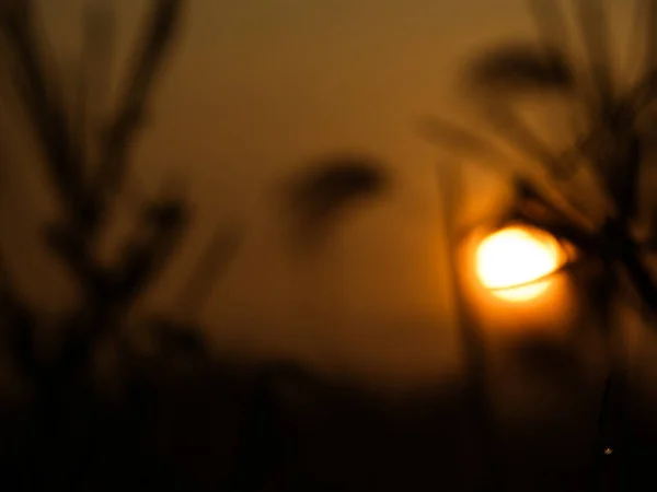 Silhouette Plante Herbe Dans Rizière Lever Soleil — Photo