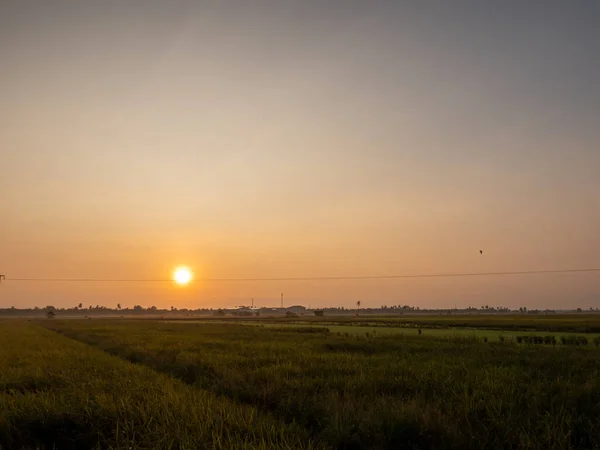 Падди Поле Естественном Свете Утреннего Солнца Минимальной Облачностью — стоковое фото