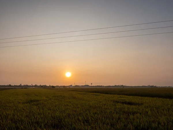 Campo Arroz Luz Natural Mañana Tropical Con Nubes Mínimas — Foto de Stock