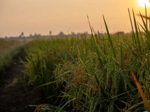 Campo Risaia Alla Luce Naturale Della Mattina Tropicale Con Nuvola — Foto Stock