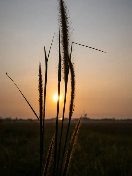 Hierba Alta Arrozal Durante Amanecer — Foto de Stock