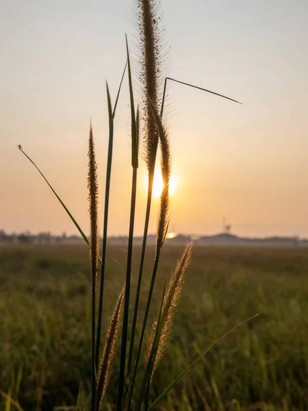 Grande Herbe Dans Rizière Lever Soleil — Photo