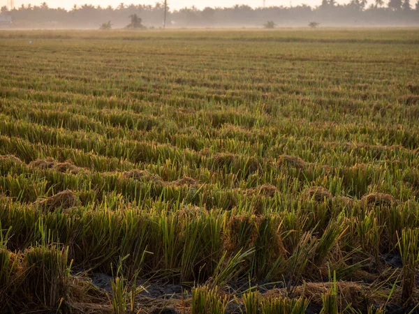 Campo Arroz Luz Natural Mañana Tropical Con Nubes Mínimas — Foto de Stock