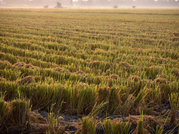 热带晨光中的稻田 云量最少 — 图库照片