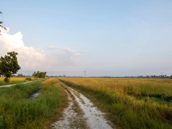 热带晨光中的稻田 云量最少 — 图库照片