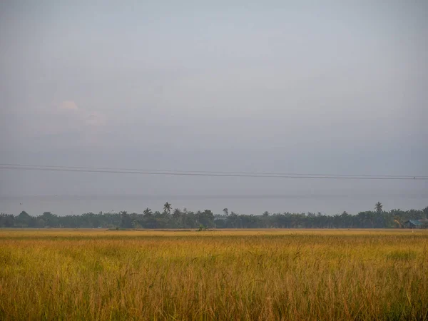 Campo Paddy Luz Natural Manhã Tropical Com Nuvem Mínima — Fotografia de Stock