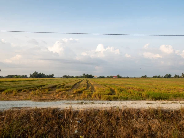 Campo Arroz Luz Natural Mañana Tropical Con Nubes Mínimas — Foto de Stock