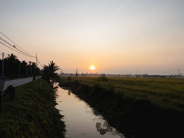 Campo Arroz Luz Natural Mañana Tropical Con Nubes Mínimas — Foto de Stock