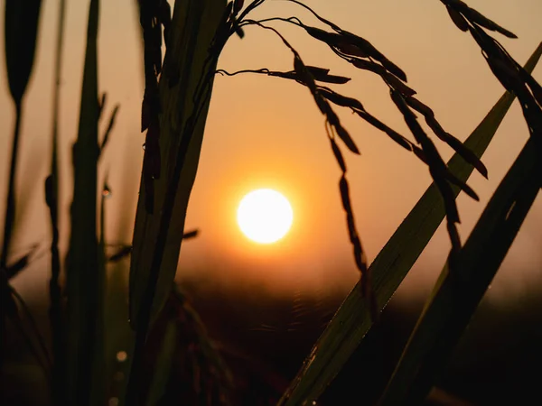 Silhouette Plante Paddy Dans Rizière Lever Soleil — Photo