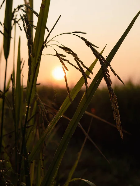 Silhouette Paddy Plant Paddy Field Sunrise — Stock Photo, Image