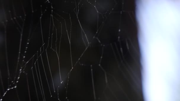 Spindelnät Morgonljuset — Stockvideo