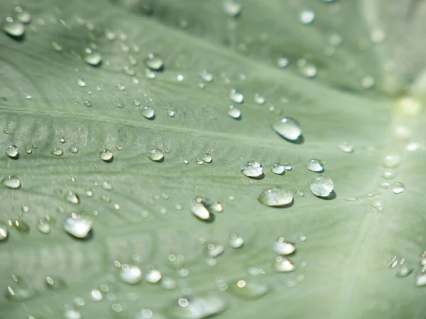 Wassertropfen Auf Yamsblatt Mit Hellem Licht — Stockfoto