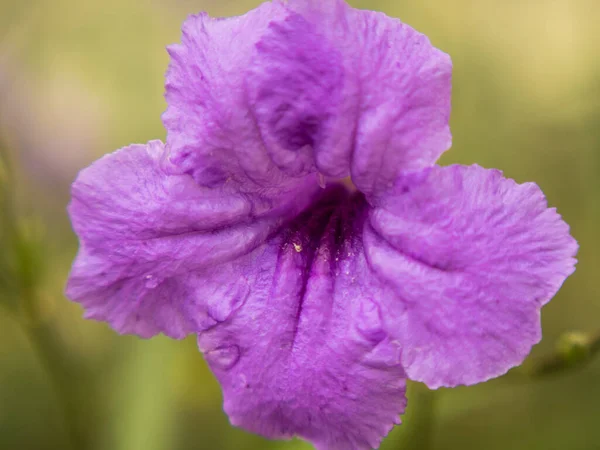 Lila Virág Zöld Homályos Háttér — Stock Fotó