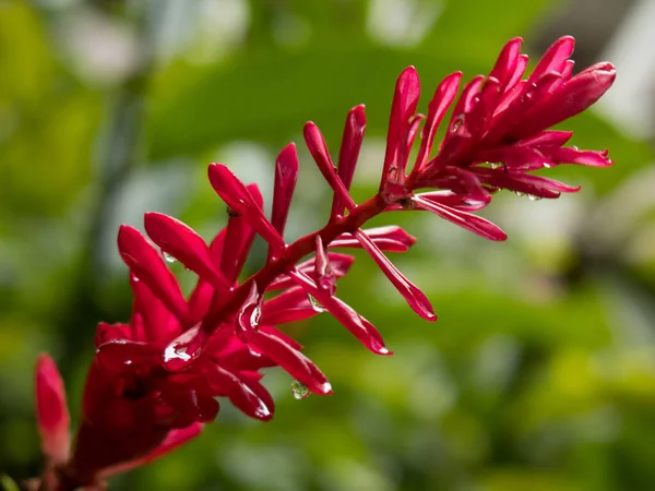 Rote Wildblume Mit Grün Verschwommenem Hintergrund — Stockfoto