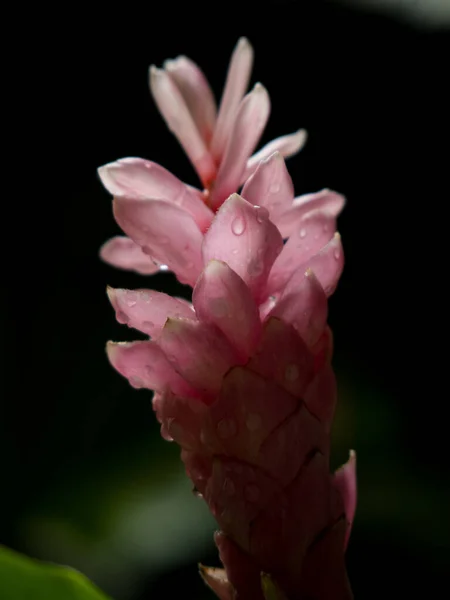 Pink Flower Dark Background Back Lit — Stock Photo, Image