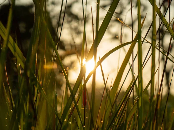 Sillhouette Herbe Plante Lalang Sinrise — Photo