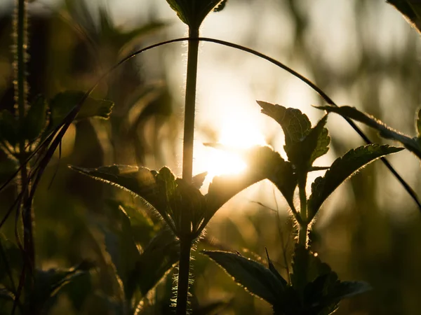 Sillhouette Herbe Plante Lalang Sinrise — Photo