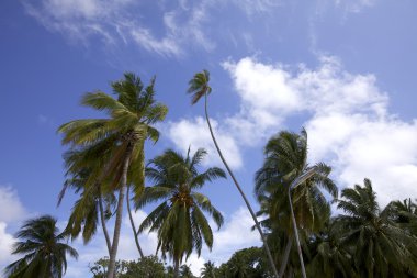 Palmiye ağaçları