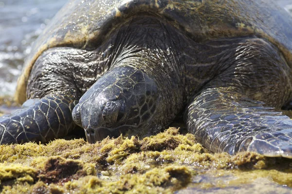 Green Turtle — Stock Photo, Image