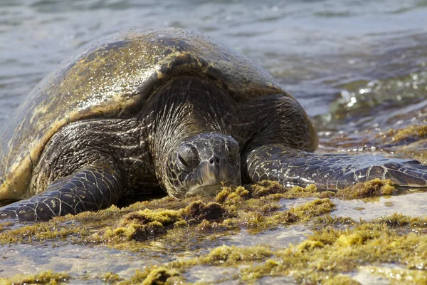 Green Turtle — Stock Photo, Image