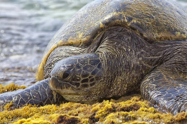 Soepschildpad Stockfoto