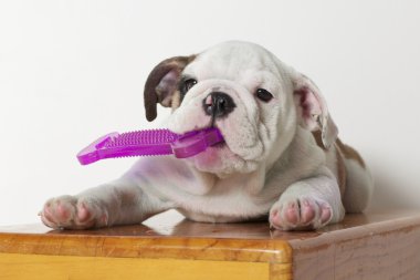 İngilizce bulldog yavrusu