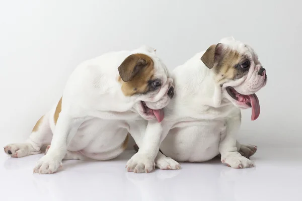 Engels bulldog pups — Stockfoto