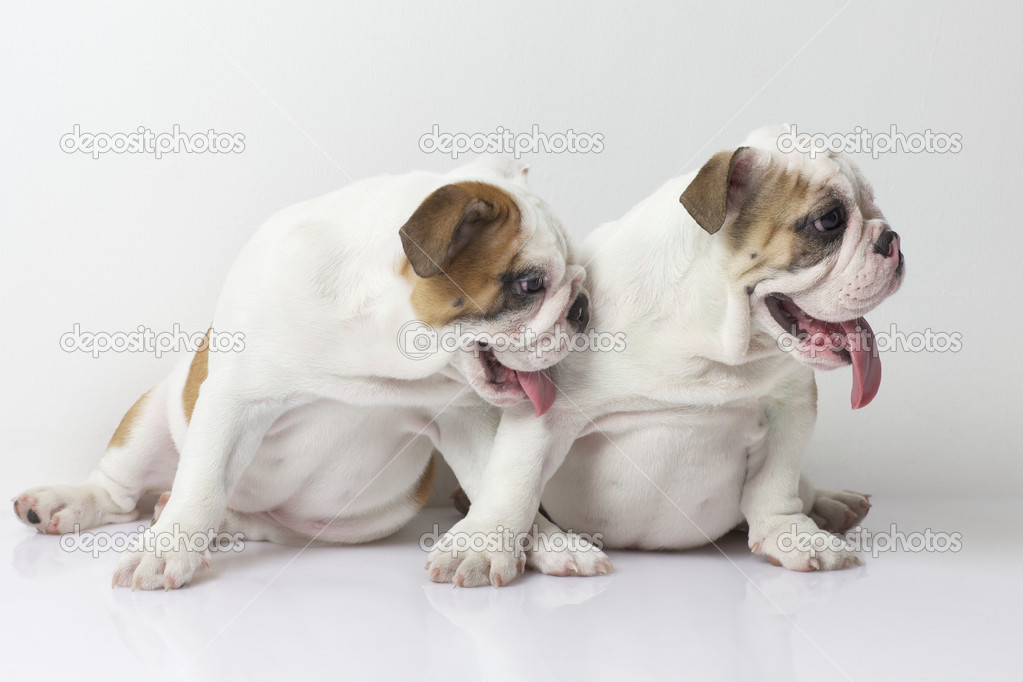 English Bulldog Puppies