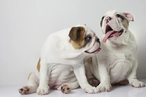 Engels bulldog pups — Stockfoto