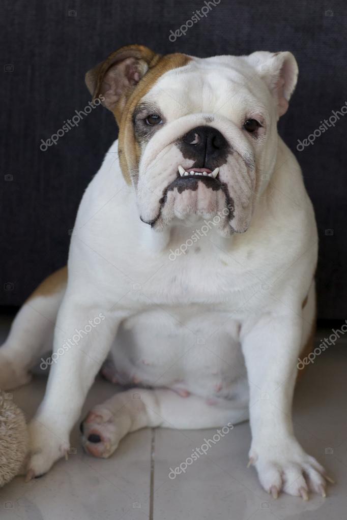 white and tan english bulldog