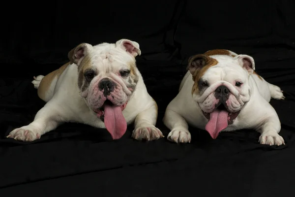 Twee Engelse bulldogs — Stockfoto