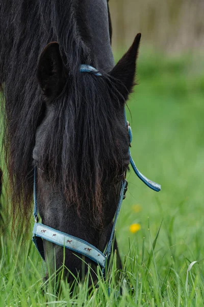 Friesian Horseon Green Pasture — Stockfoto