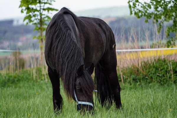 Frisiska Hästar Betar Ängen — Stockfoto