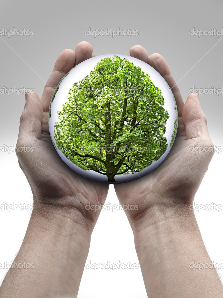 A Tree in human hands on white background