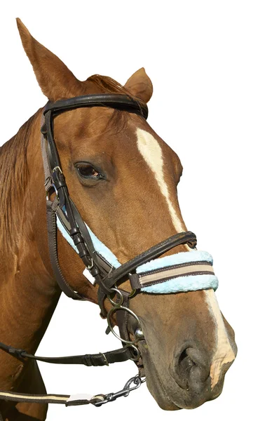 Pferd isoliert auf weißem Hintergrund — Stockfoto