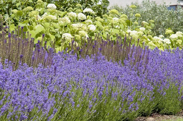 Beautiful garden in spring. — Stock Photo, Image