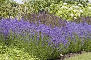 Lavanta çiçekleri Bahçe