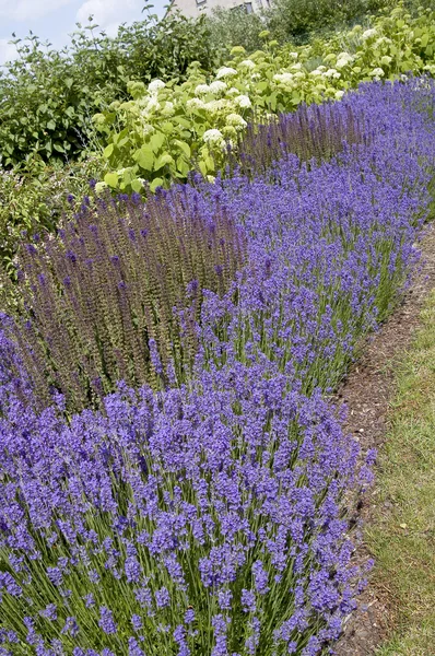 Lavanda Flores en el jardín — Foto de Stock