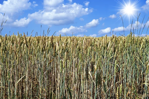 Campo di grano con cielo blu sullo sfondo — Foto Stock